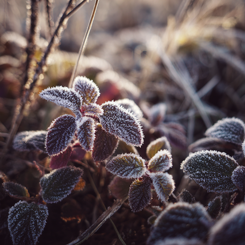 Gel saints de Glace 2026