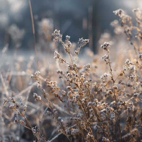 Gel saints de Glace 2026